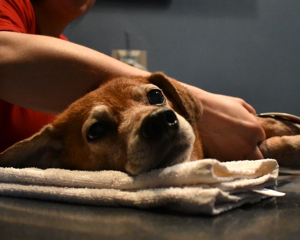 Diagnosing Cancer in Dogs